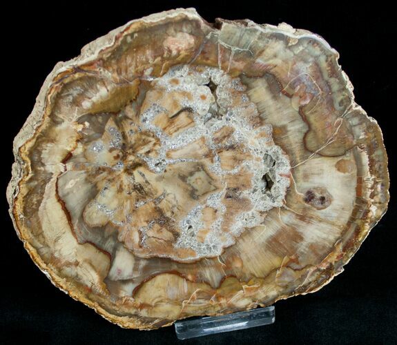 Beautiful Araucaria Petrified Wood Slab - x #6758